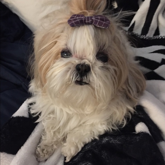 Boy bun and bows - Picture 4 of 4